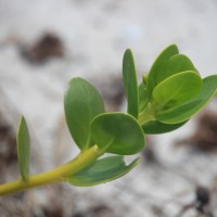 Scaevola plumieri (L.) Vahl